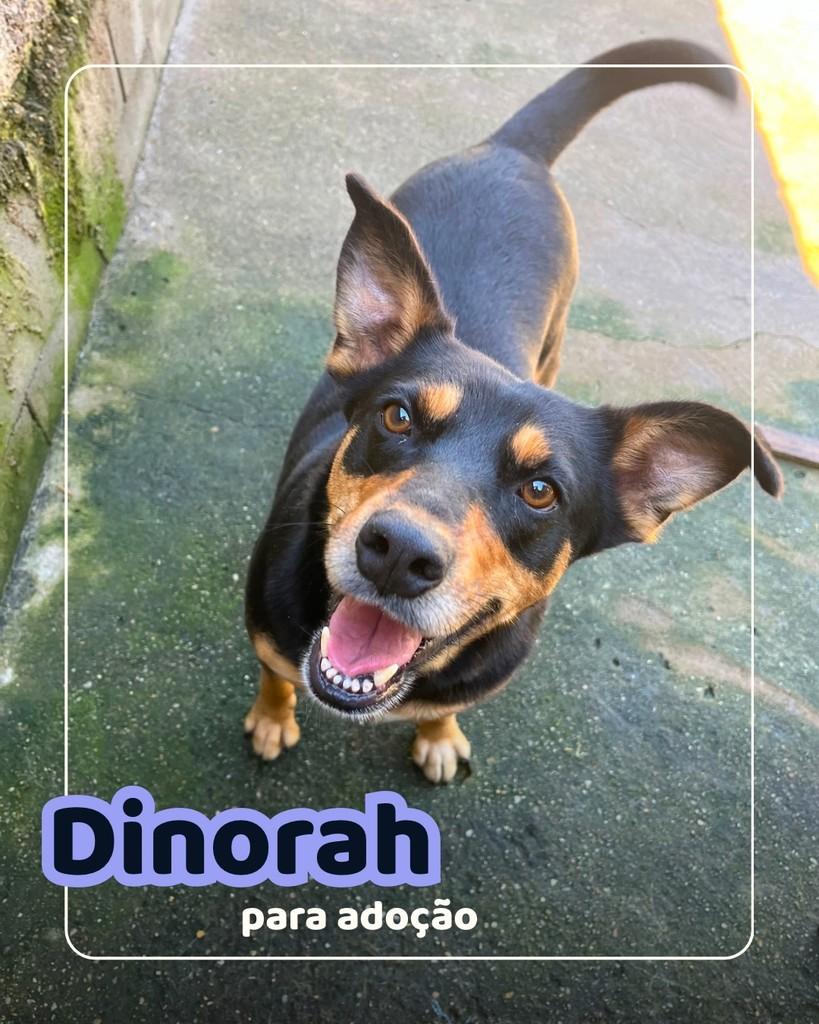 Dinorah, cachorro de porte médio para adoção em Curitiba - PR