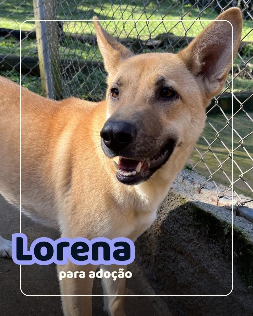 Lorena, cadela de porte médio para adoção em Curitiba - PR