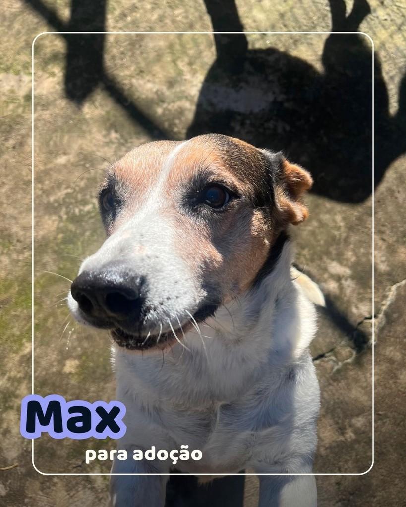 Max, cachorro de porte médio para adoção em Curitiba - PR