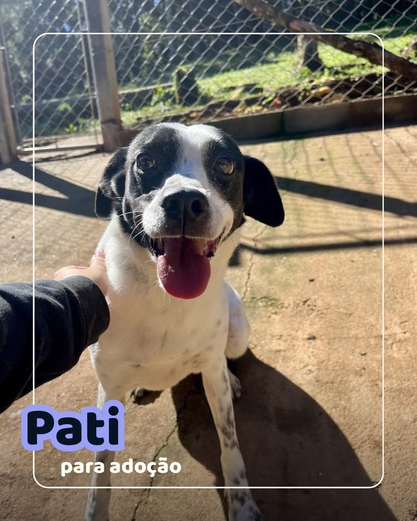 Pati, cachorro de porte médio para adoção em Curitiba - PR