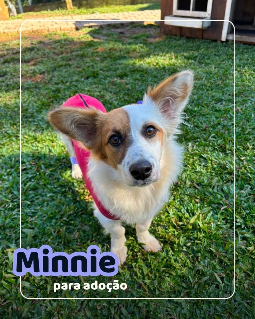 Minnie, cachorro de porte pequeno para adoção em Curitiba - PR