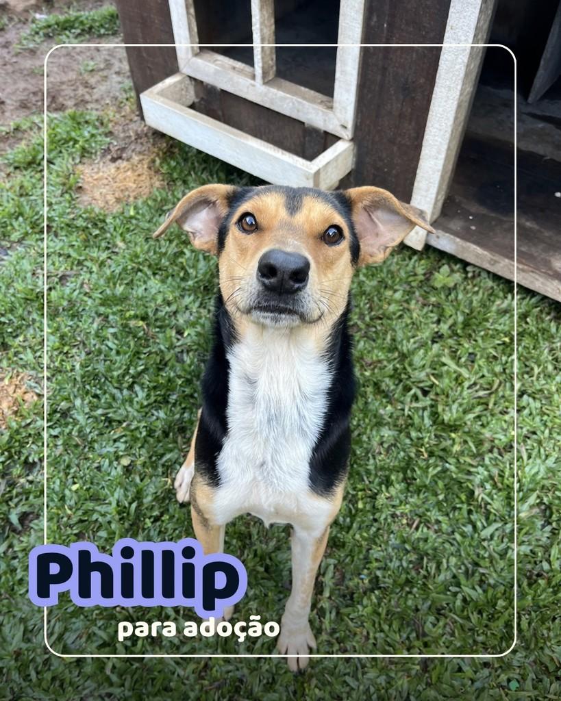 Phillip, cachorro de porte médio para adoção em Curitiba - PR