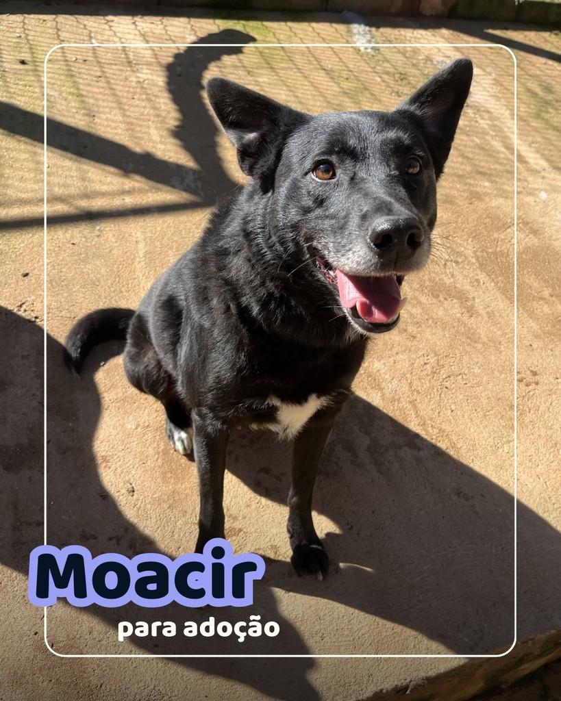 Moacir, cachorro de porte médio para adoção em Curitiba - PR