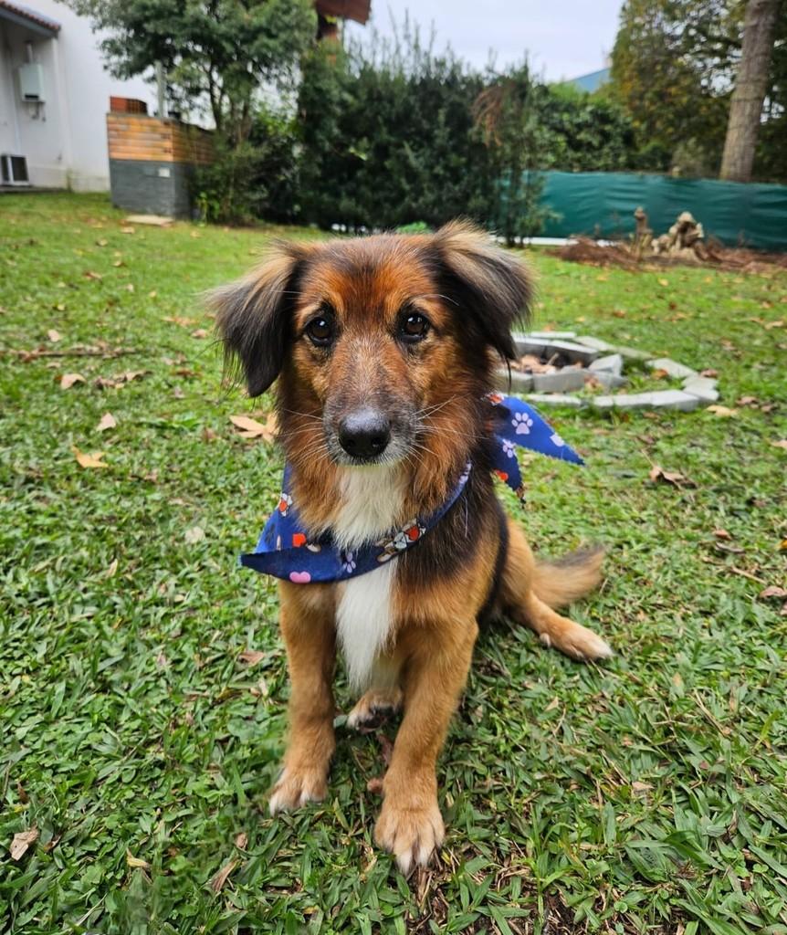 Simba, cachorro de porte médio para adoção em Curitiba - PR