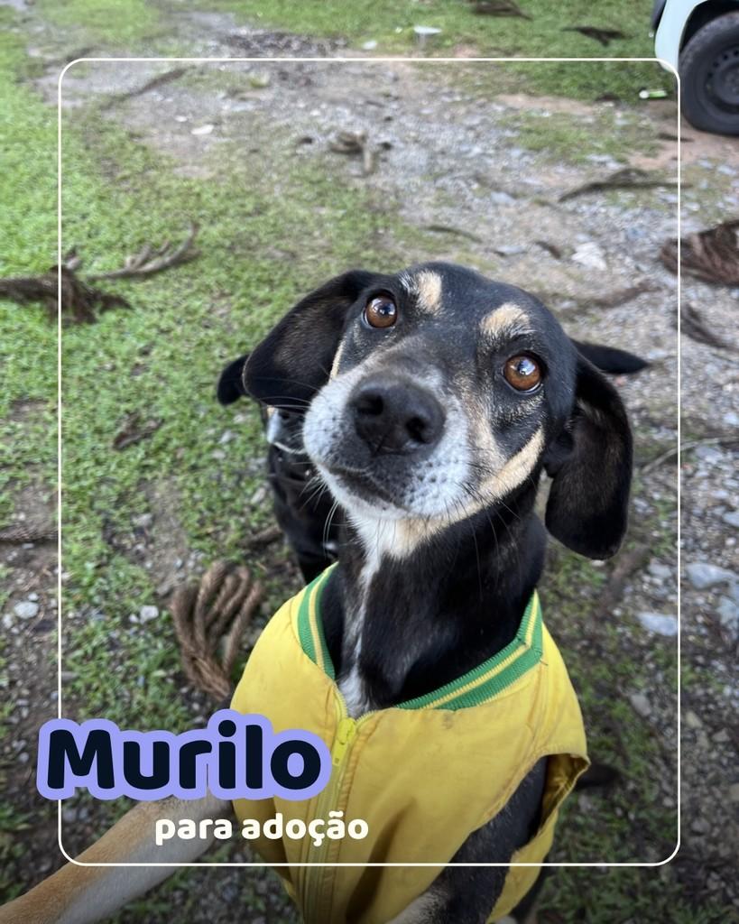 Murilo, cachorro de porte médio para adoção em Curitiba - PR