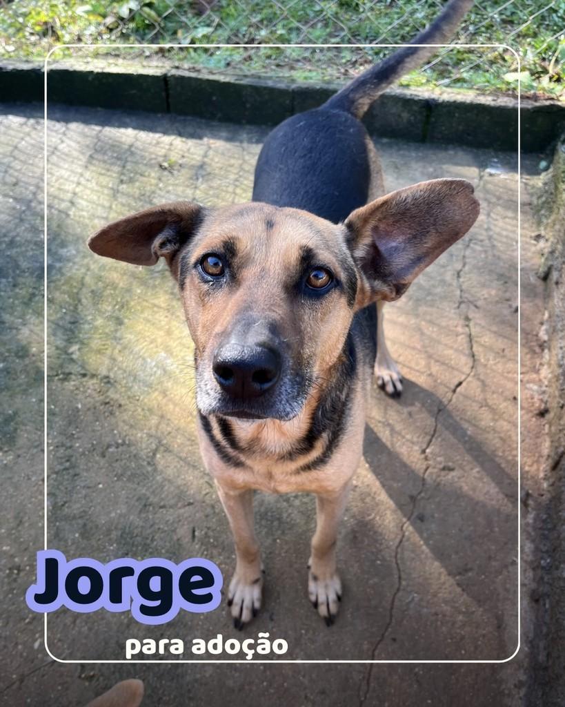 Jorge, cachorro de porte médio para adoção em Curitiba - PR