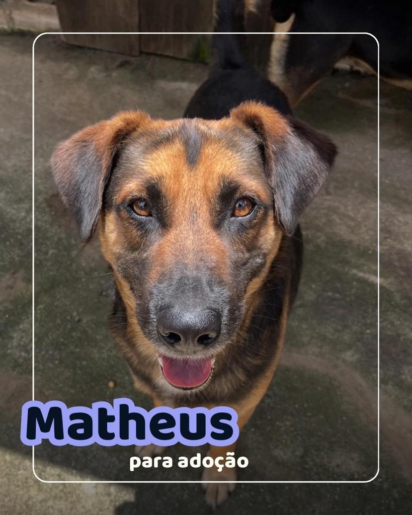 Mateus, cachorro de porte médio para adoção em Curitiba - PR