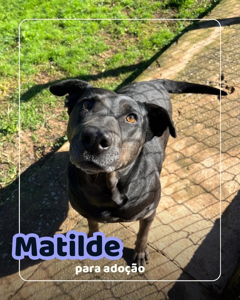Matilde, cachorro de porte médio para adoção em Curitiba - PR