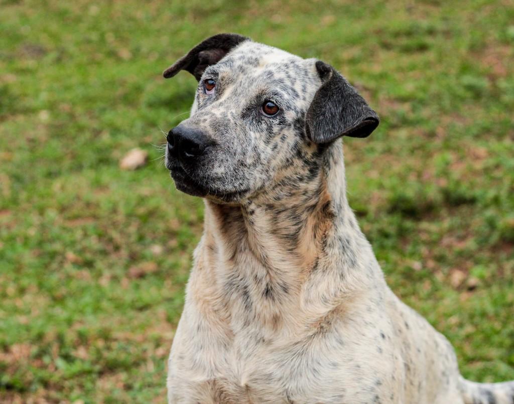 Gergelim, cachorro de porte médio para adoção em Curitiba - PR