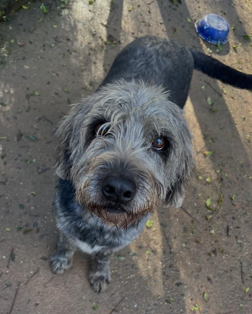 Tequila, cachorro de porte médio para adoção em Curitiba - PR