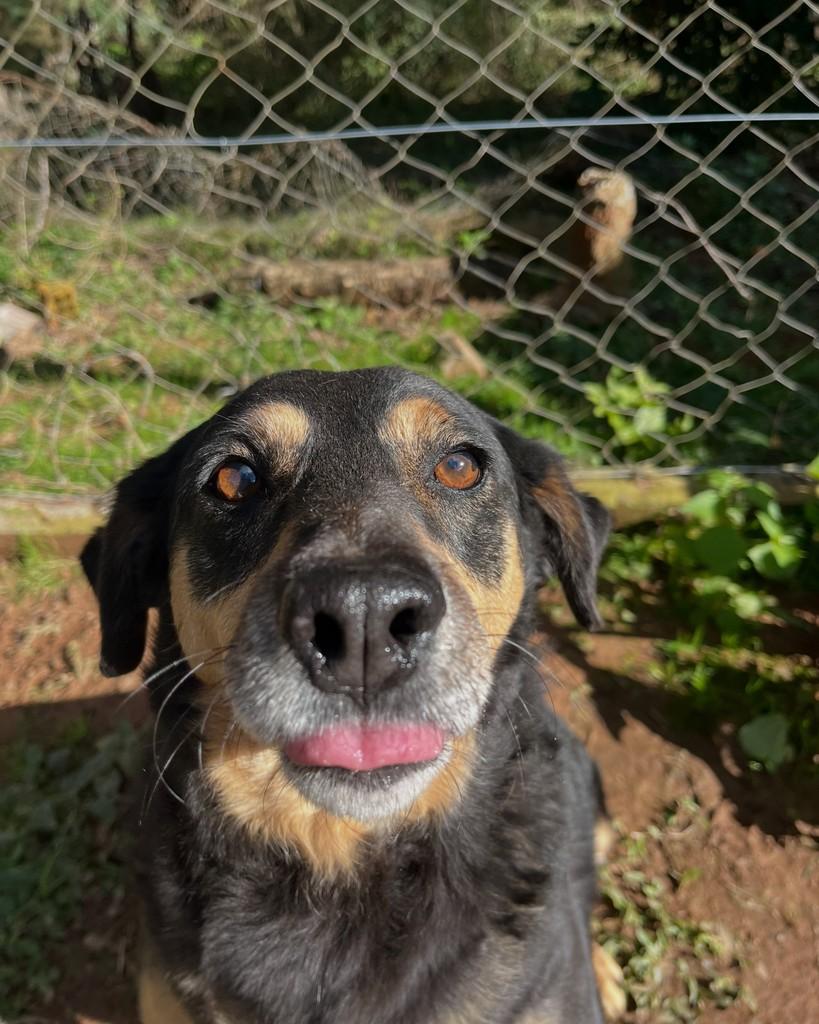 Manolito, cachorro de porte médio para adoção em Curitiba - PR