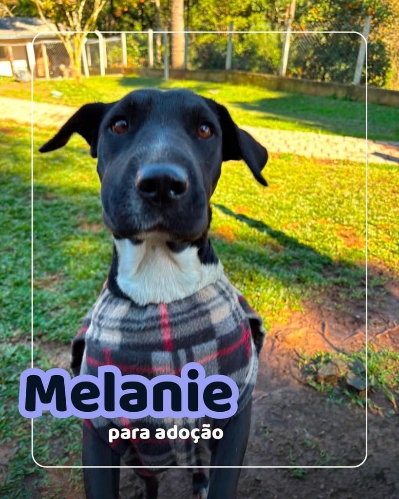 Melanie, cadela de porte médio para adoção em Curitiba - PR