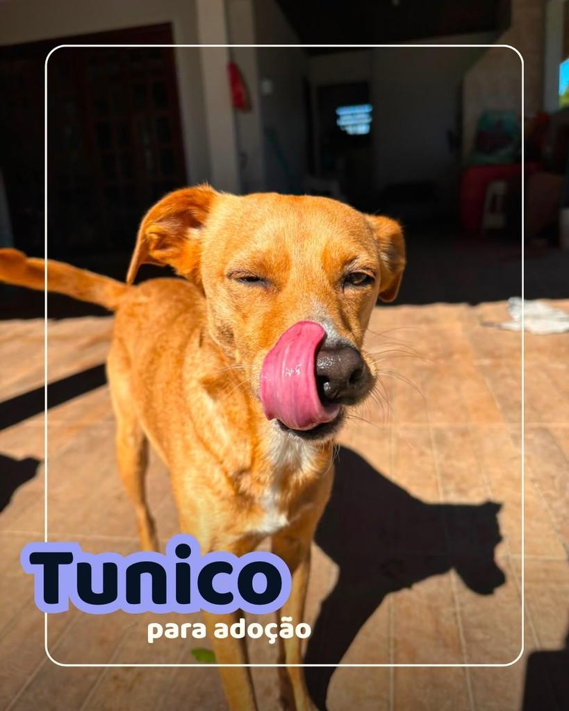 Tunico, cachorro de porte pequeno para adoção em Curitiba - PR