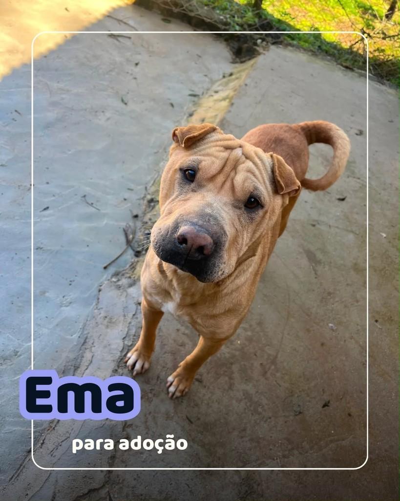 Ema, cachorro de porte médio para adoção em Curitiba - PR