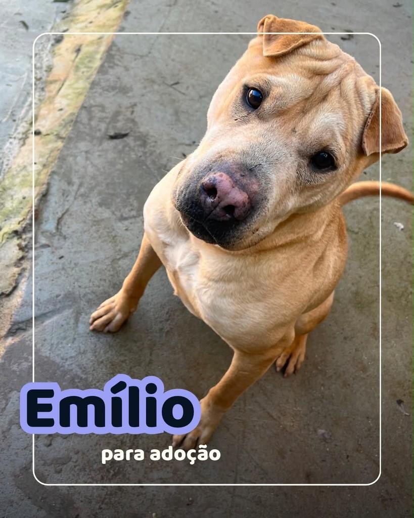 Emílio, cachorro de porte médio para adoção em Curitiba - PR
