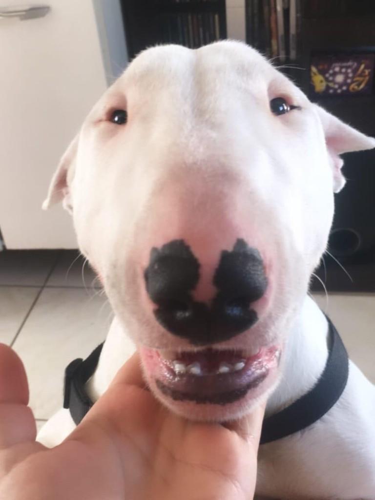 Rocco, cachorro de porte grande para adoção em Curitiba - PR