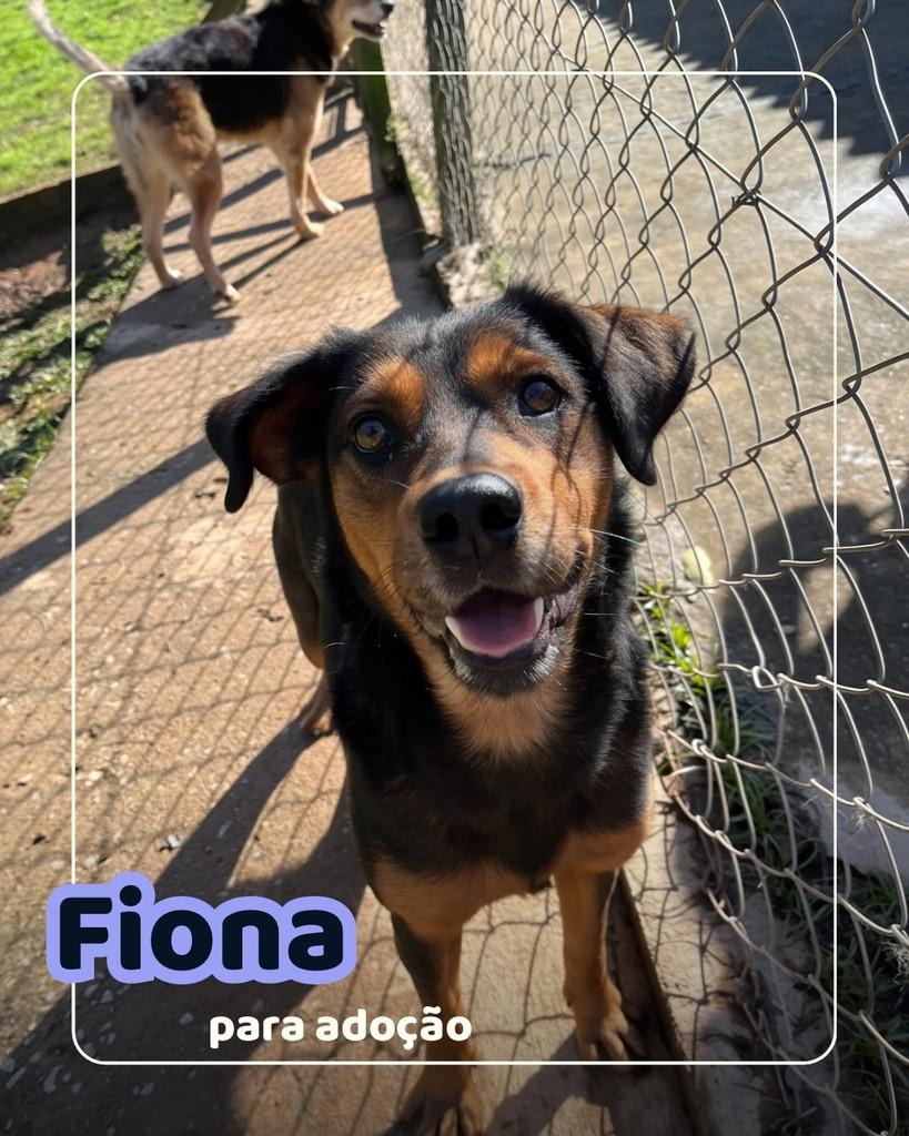 Fiona, cadela de porte médio para adoção em Curitiba - PR
