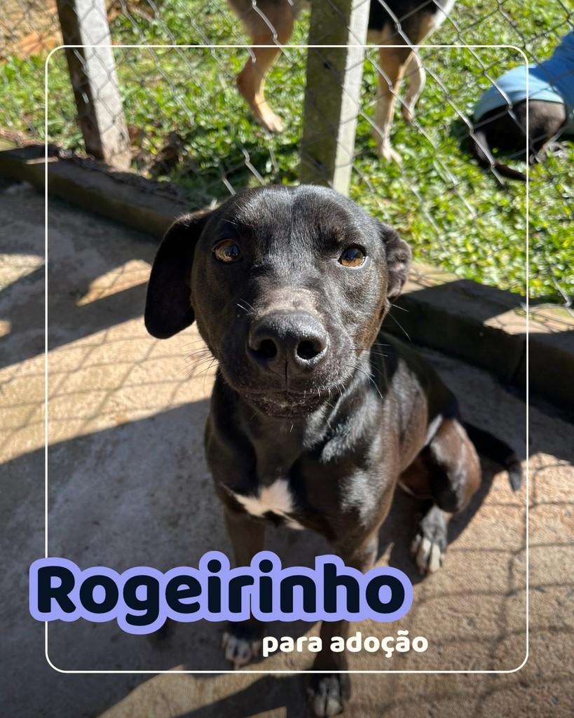 Rogeirinho, cachorro de porte pequeno para adoção em Curitiba - PR