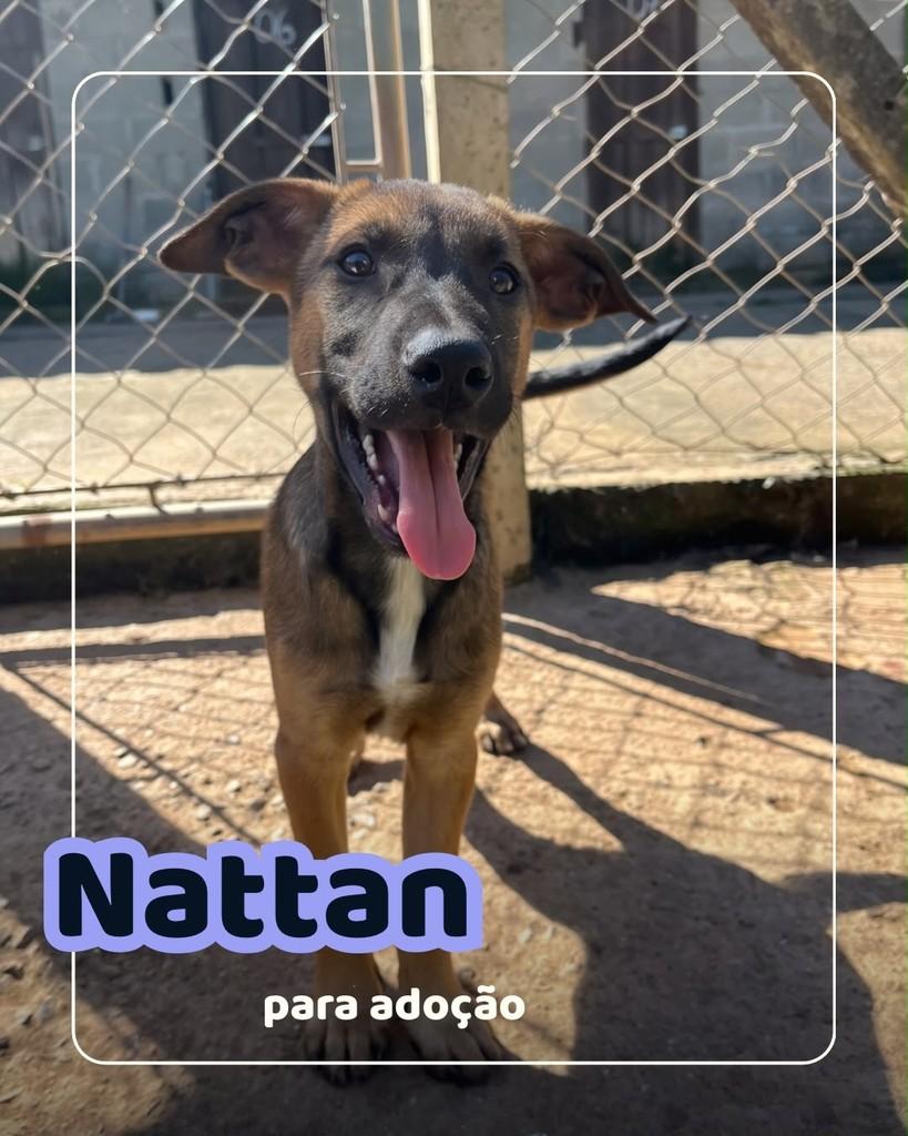 Nattan, cachorro de porte médio para adoção em Curitiba - PR