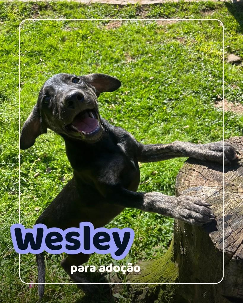 Wesley, cachorro de porte médio para adoção em Curitiba - PR