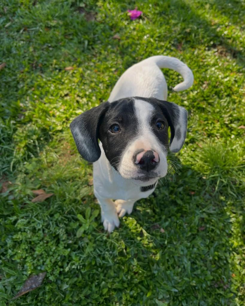 Augusto, cachorro de porte médio para adoção em Curitiba - PR