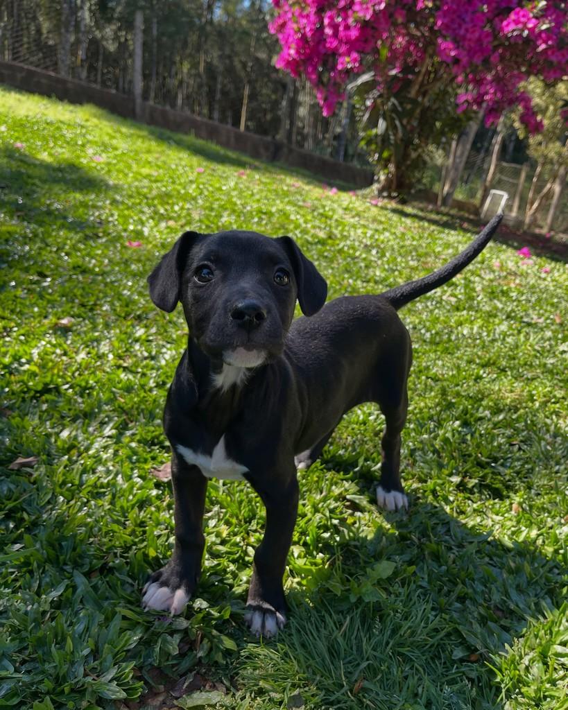 Agostinho, cachorro de porte pequeno para adoção em Curitiba - PR