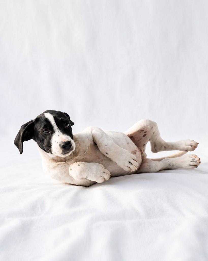 Alfredo, cachorro de porte pequeno para adoção em Curitiba - PR