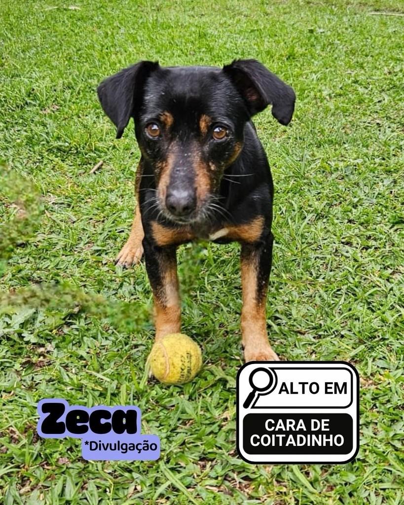 Zeca, cachorro de porte pequeno para adoção em Curitiba - PR
