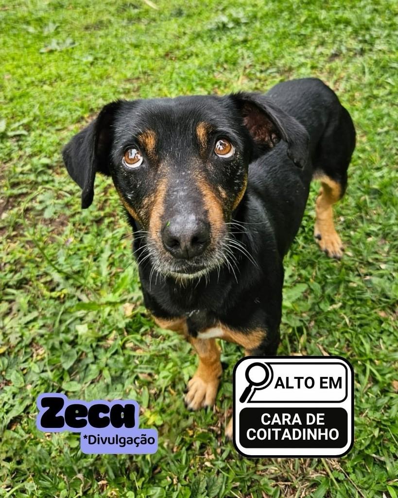 Zeca, cachorro de porte pequeno para adoção em Curitiba - PR — foto 2 de 2