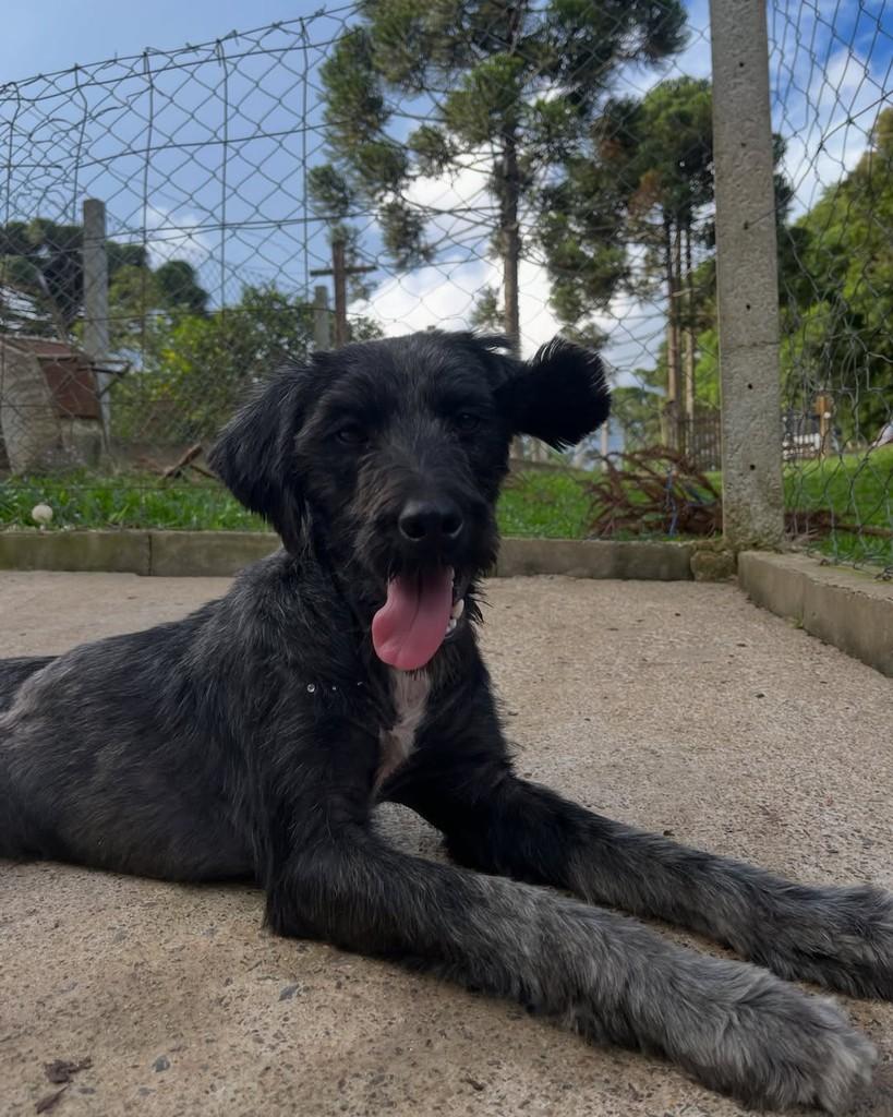 Pandora, cadela de porte médio para adoção em Curitiba - PR