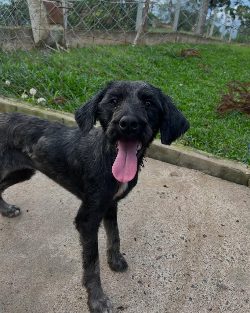 Pandora, cadela de porte médio para adoção em Curitiba - PR — foto 2 de 5