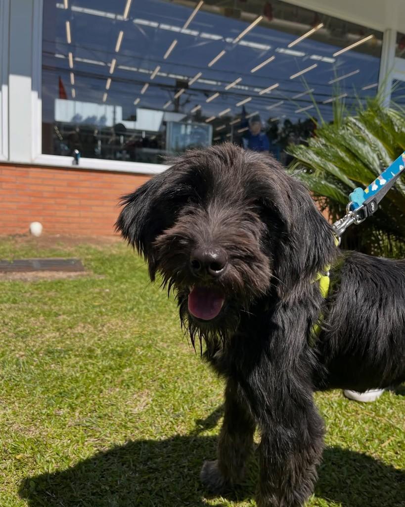 Pandora, cadela de porte médio para adoção em Curitiba - PR — foto 5 de 5