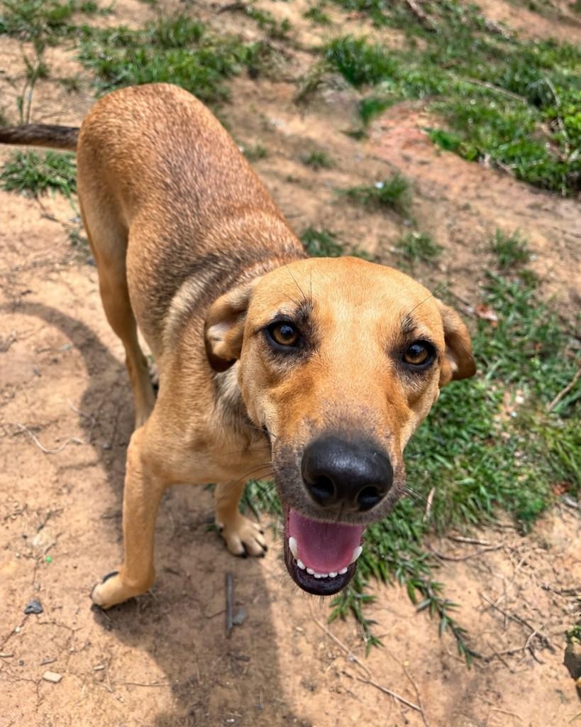Paçoca, cachorro de porte médio para adoção em Curitiba - PR