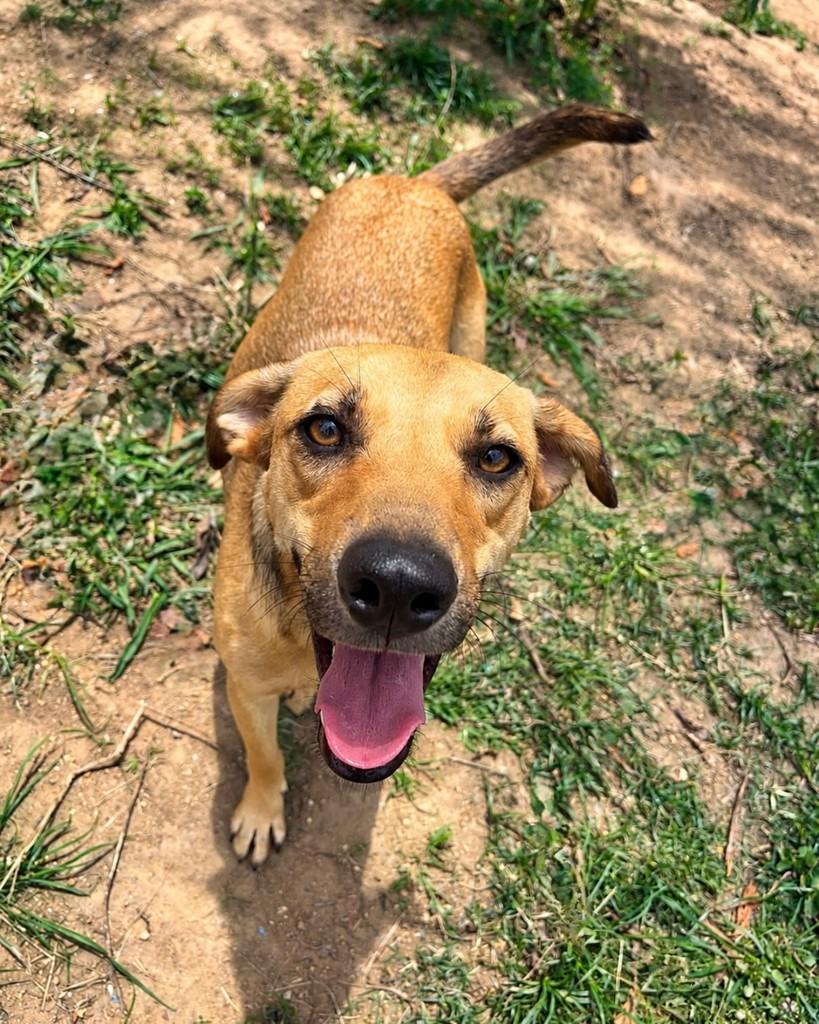 Paçoca, cachorro de porte médio para adoção em Curitiba - PR — foto 2 de 3
