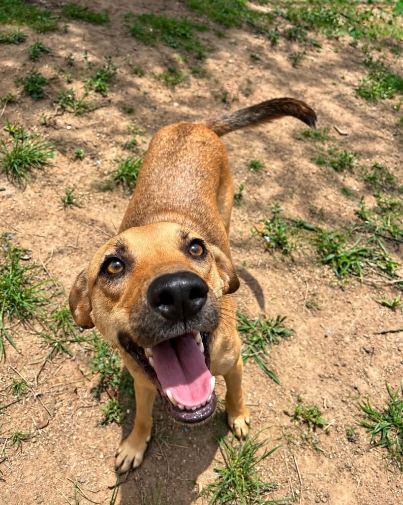 Paçoca, cachorro de porte médio para adoção em Curitiba - PR — foto 3 de 3