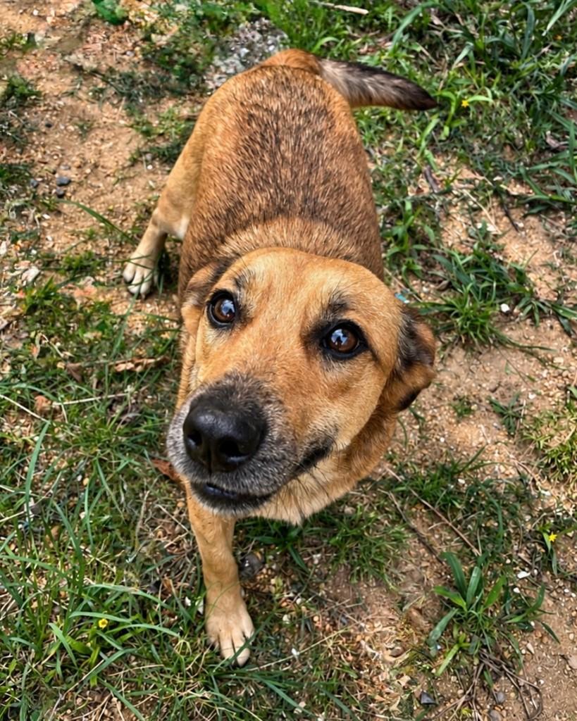 Gigante, cachorro de porte médio para adoção em Curitiba - PR