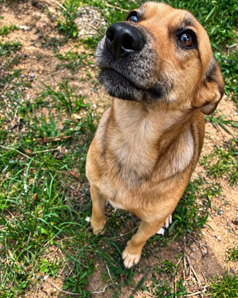 Gigante, cachorro de porte médio para adoção em Curitiba - PR — foto 2 de 4