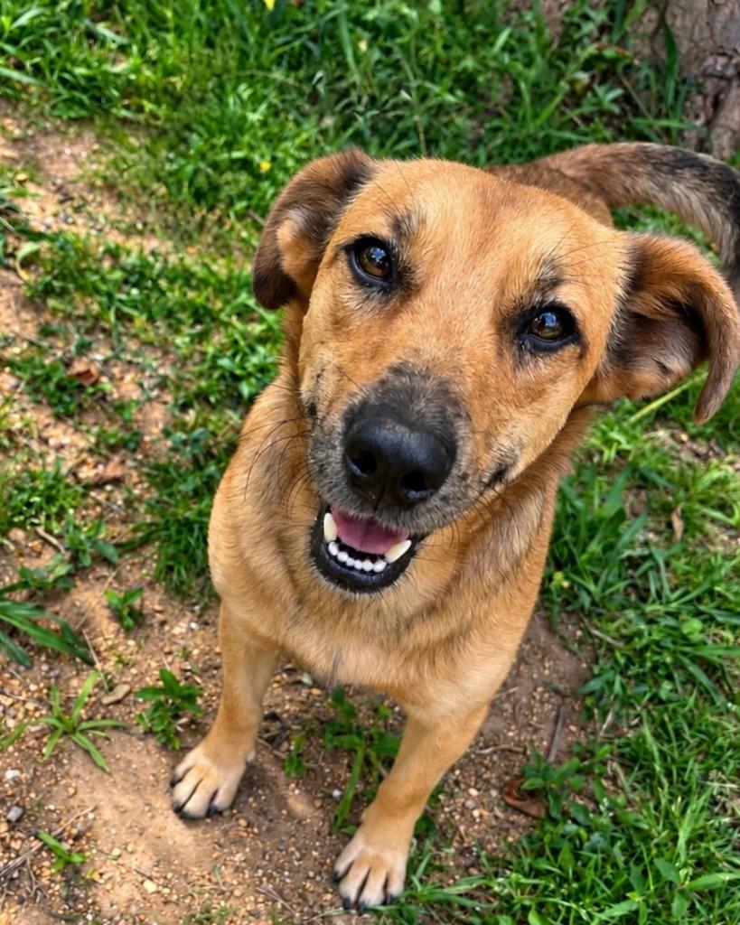 Gigante, cachorro de porte médio para adoção em Curitiba - PR — foto 3 de 4