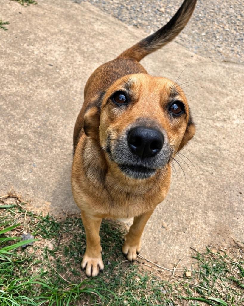 Gigante, cachorro de porte médio para adoção em Curitiba - PR — foto 4 de 4