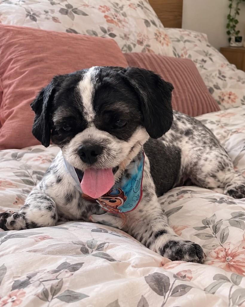 Oreo, cachorro de porte pequeno para adoção em Curitiba - PR