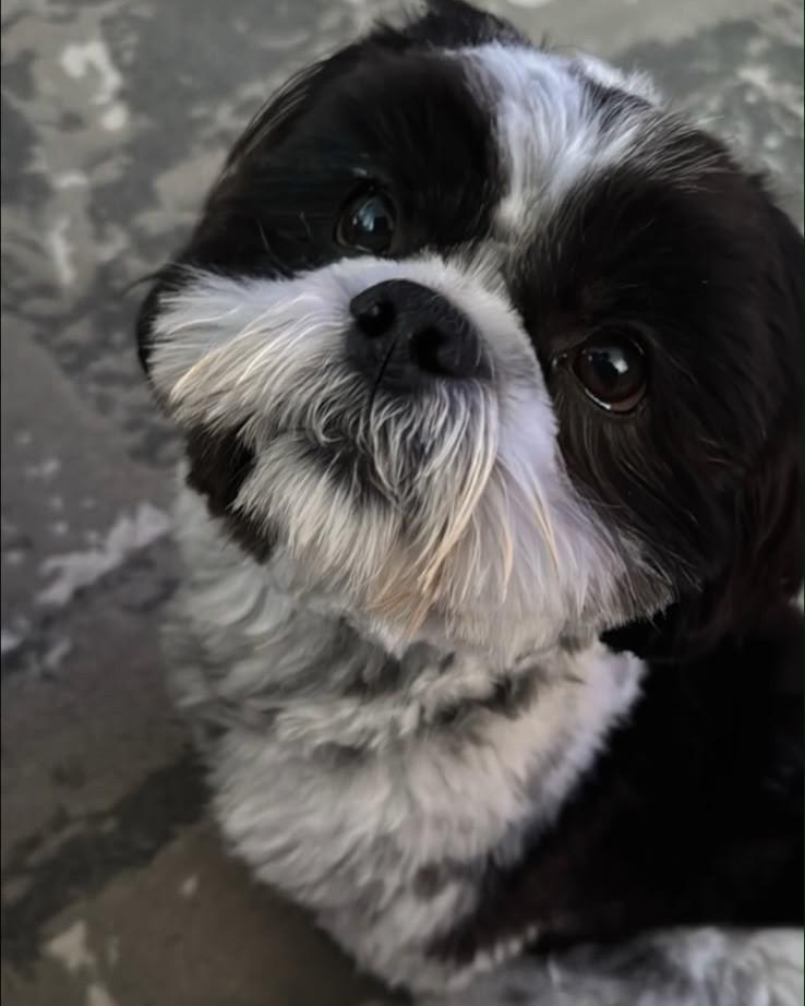 Oreo, cachorro de porte pequeno para adoção em Curitiba - PR — foto 2 de 2