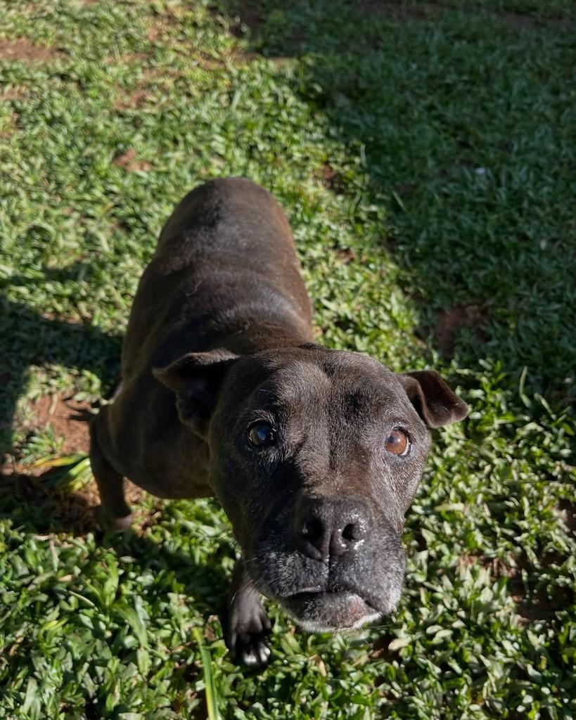 Joaquina, cadela de porte médio para adoção em Curitiba - PR — foto 2 de 2