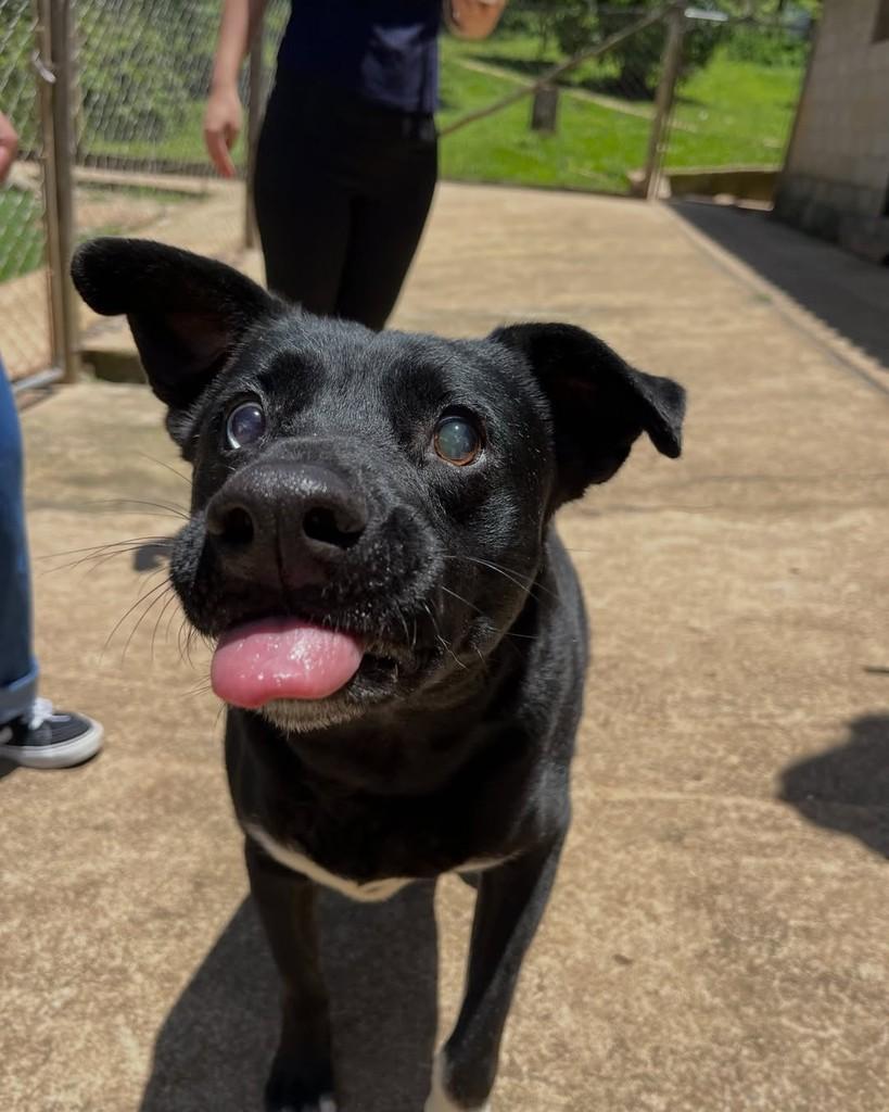 Vivi, cadela de porte médio para adoção em Curitiba - PR — foto 5 de 5