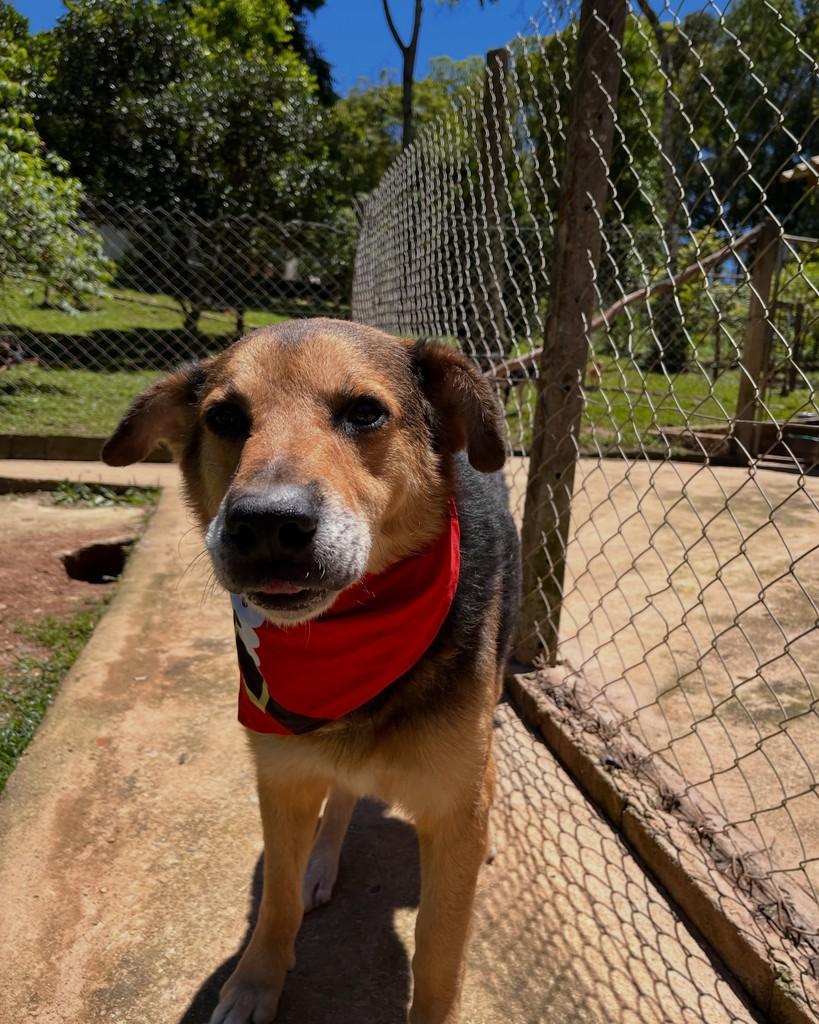 Robin, cachorro de porte grande para adoção em Curitiba - PR