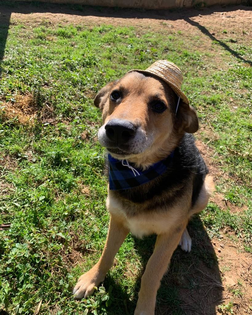 Robin, cachorro de porte grande para adoção em Curitiba - PR — foto 2 de 2