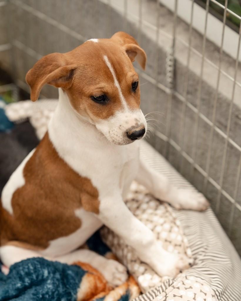 Ravi, cachorro de porte médio para adoção em Curitiba - PR
