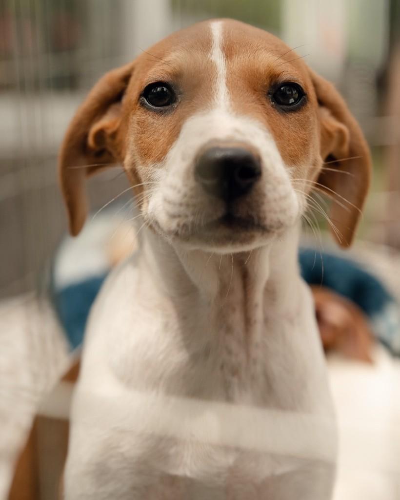 Ravi, cachorro de porte médio para adoção em Curitiba - PR — foto 2 de 5
