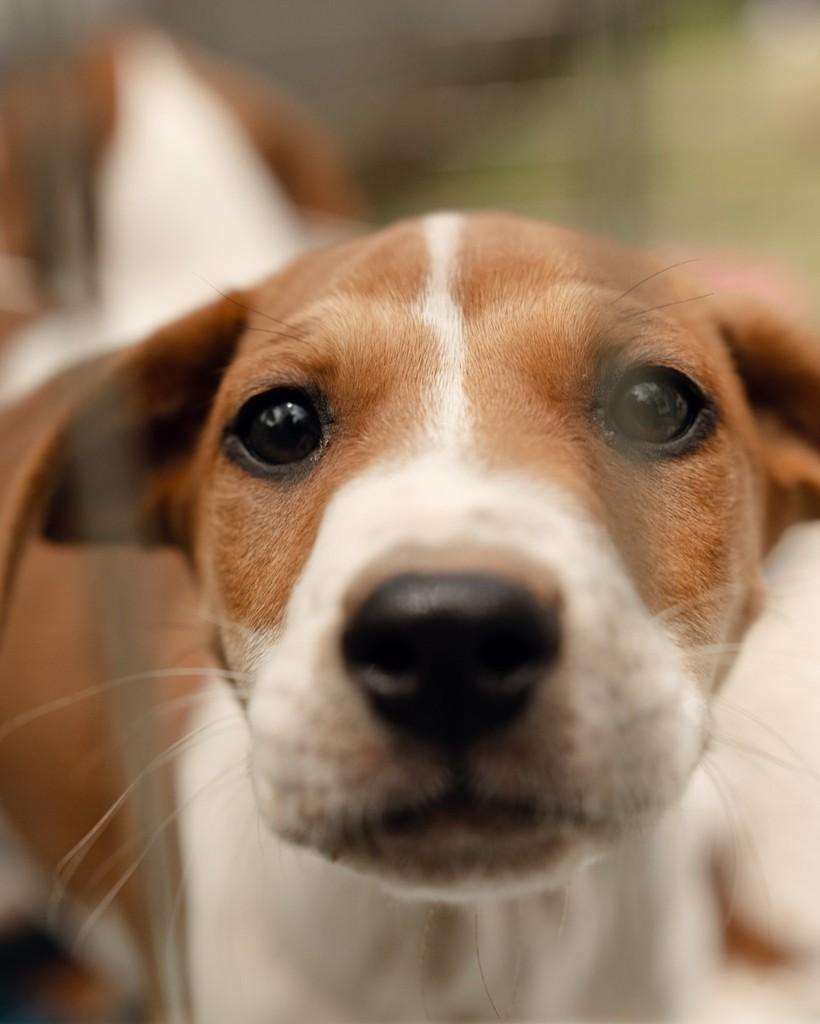 Ravi, cachorro de porte médio para adoção em Curitiba - PR — foto 3 de 5