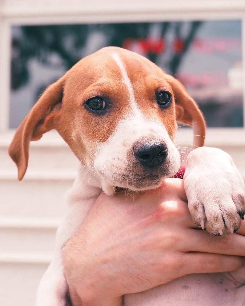 Ravi, cachorro de porte médio para adoção em Curitiba - PR — foto 4 de 5