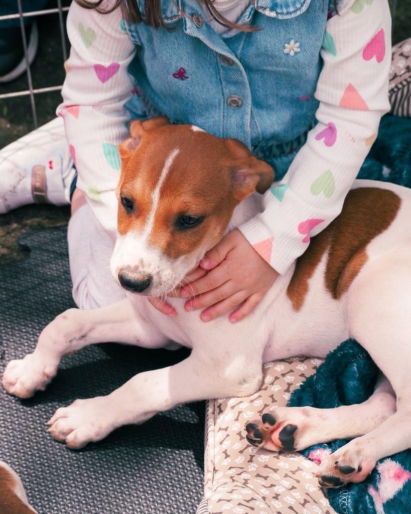 Ravi, cachorro de porte médio para adoção em Curitiba - PR — foto 5 de 5